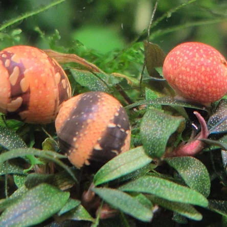 Неретина Тыква (Neritina sp.)