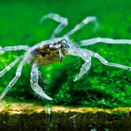 Краб Паук Мини (Limnopilos naiyanetri)
