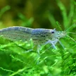 b9f7adb2-06f5-4b37-ae00-c985c75d968d-java-moss-taxiphyllum-barbieri.jpeg