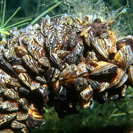 Дрейссена (Dreissena polymorpha)