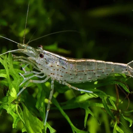 Креветка Амано (Caridina multidentata) 1.5-2 см